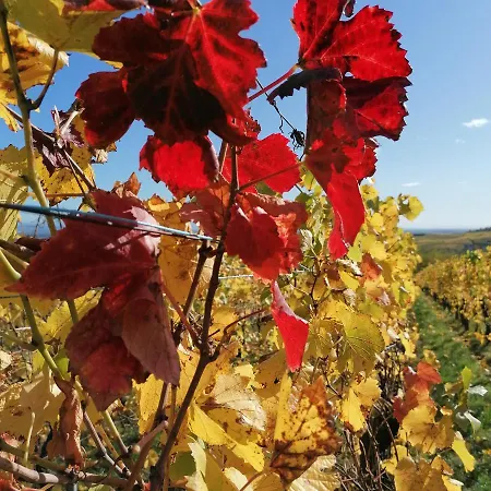 Panzió Sylvie Fahrer Et Fils Saint-Hippolyte